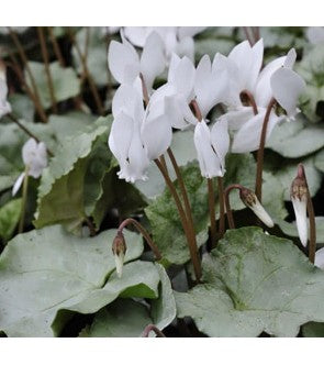 Ciclamino Coum Silver Leaf Bianco