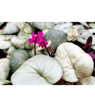 Ciclamino Coum Silver Leaf Rosa Scuro
