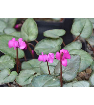 Ciclamino Coum Silver Leaf Rosa