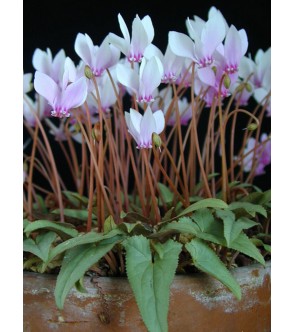 Ciclamino Neapoletanum (Hederifolium) Foglie A Freccia