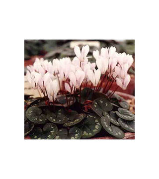 Ciclamino Intaminatum