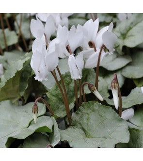 Ciclamino Neapoletanum (Hederifolium) Silver Leaf Bianco
