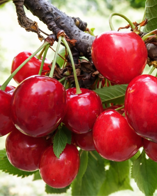 PIANTA DI CILIEGIA BIGARREAU BURLAT "PRUNUS AVIUM"