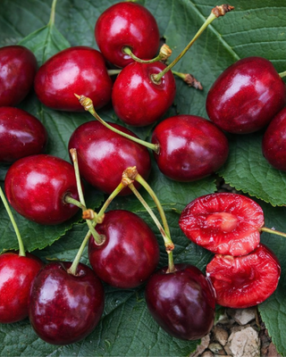 PIANTA DI CILIEGIA CORNIOLA O CORNETTA "PRUNUS AVIUM"