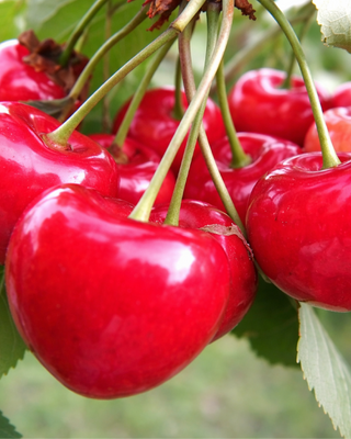 PIANTA DI CILIEGIA FERROVIA "PRUNUS AVIUM"