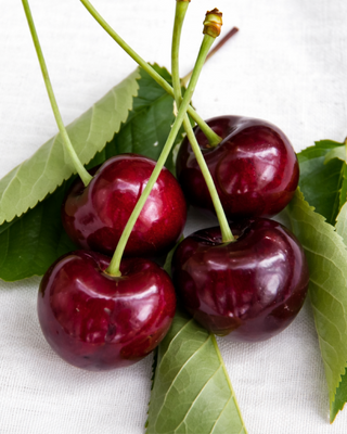PIANTA DI CILIEGIA KORDIA "PRUNUS AVIUM"