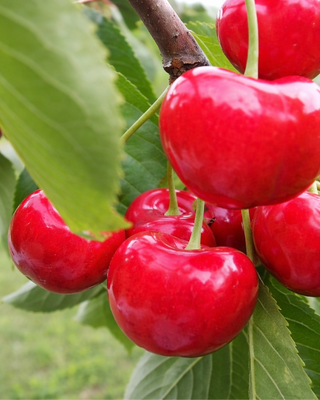 PIANTA DI CILIEGIA LAPINS "PRUNUS AVIUM"