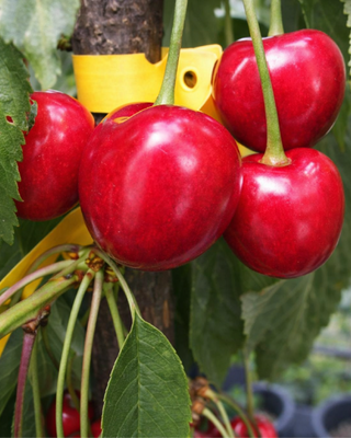 PIANTA DI CILIEGIA REGINA "PRUNUS AVIUM"