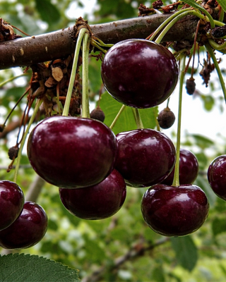 PIANTA DI CILIEGIA VISCIOLA NERA "PRUNUS CERASUS"