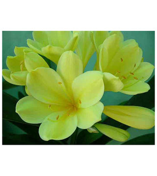 Clivia Miniata Citrina Specie in vaso misura a fiore