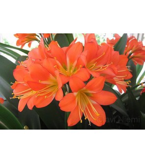 Clivia Miniata Specie in vaso misura a fiore