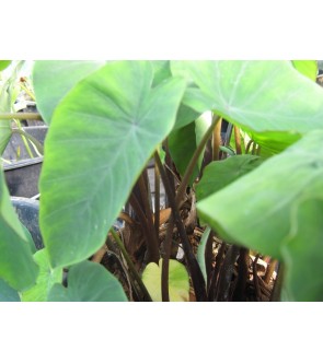 Colocasi Esculenta Burgundy Stem