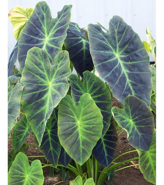 Colocasia Antiquorum