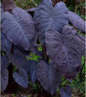 Colocasia Esculenta Black Magic