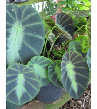 Colocasia Jenengsii