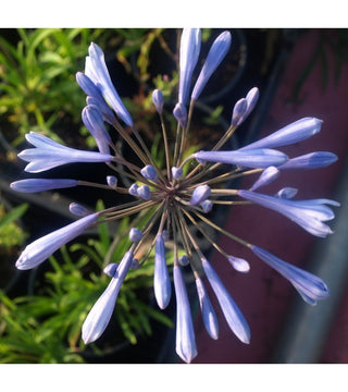 Agapanthus Columba