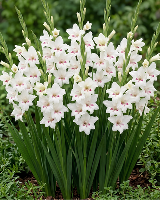 GLADIOLO COLVILLEI ALBUS