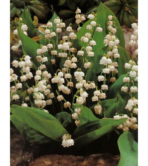 Convallaria Majalis (Mughetto) Bianco forza a fiore
