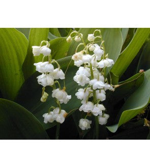 Convallaria Majalis (Mughetto) Bordeaux