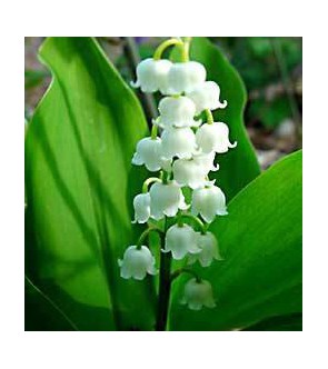 Convallaria Majalis (Mughetto) Bridal Choice Vaso