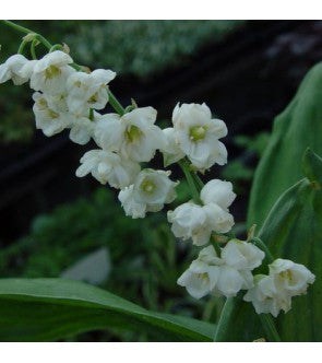 Convallaria Majalis (Mughetto) Flore Pleno