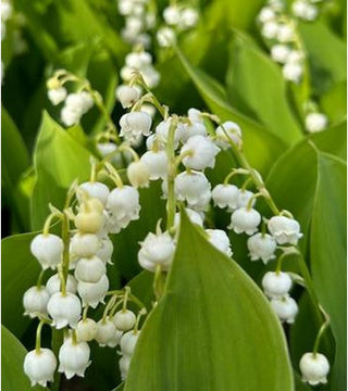 Convallaria Majalis (Mughetto) Fortin's Giant Vaso