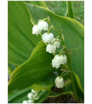 Convallaria Majalis (Mughetto) Hardwick Hall in vaso
