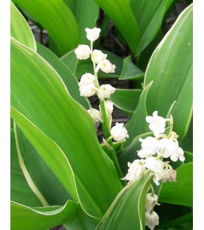Convallaria Majalis (Mughetto) Hofheim in vaso