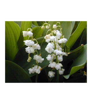 Convallaria Majalis (Mughetto) Prolificans