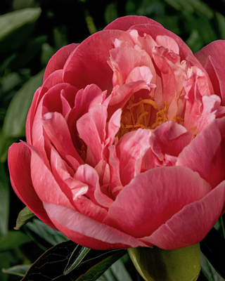 PEONIA CORAL CHARM