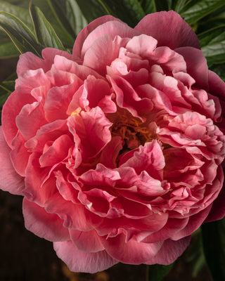PEONIA CORAL CHARM