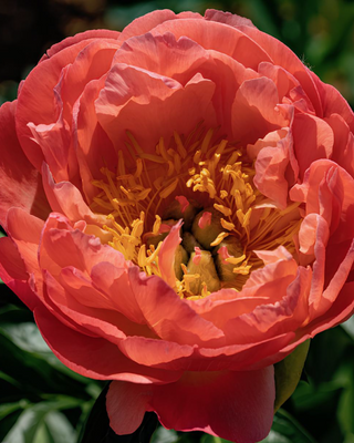 PEONIA CORAL SUNSET