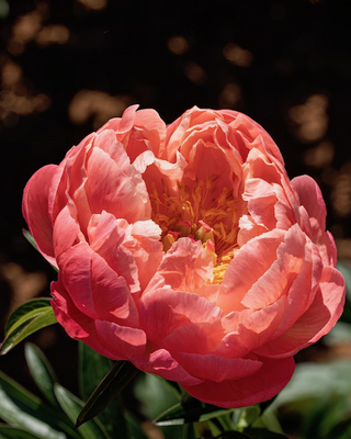 PEONIA CORAL SUNSET