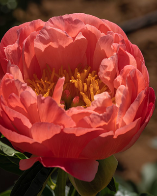 PEONIA CORAL SUNSET