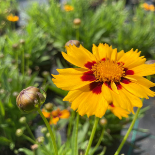 Coreopsis Heliot