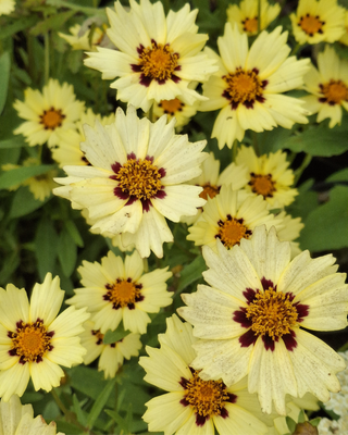 COREOPSIS "RED SHIFT"