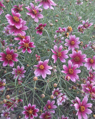 COREOPSIS "SHOW STOPPER"