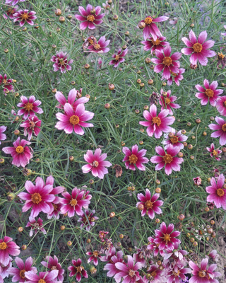 COREOPSIS "SHOW STOPPER"