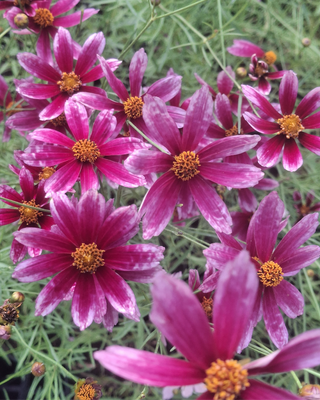 COREOPSIS "SHOW STOPPER"