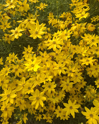 COREOPSIS VERTICILLATA "ZAGREB"