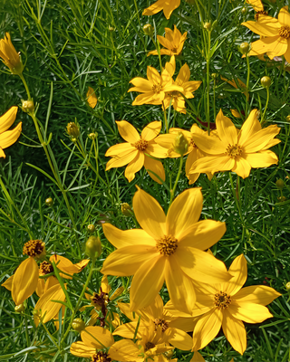 COREOPSIS VERTICILLATA "ZAGREB"