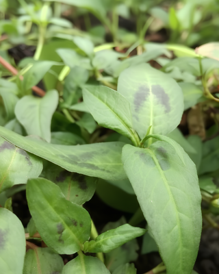 CORIANDOLO VIETNAMITA O RAU RAM