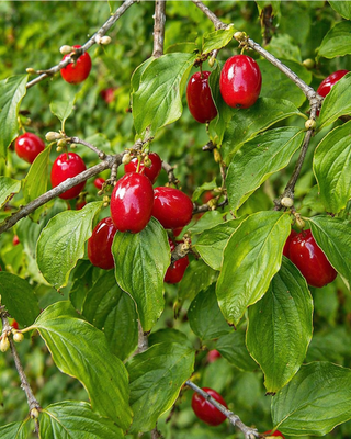 PIANTA DI CORNIOLO "CORNUS MAS"