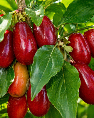 PIANTA DI CORNIOLO GIGANTE OFFICINALIS "CORNUS MAS"