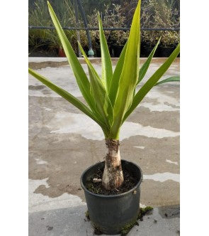 Crinum Asiaticun vaso