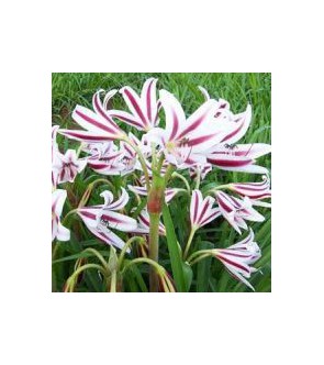 Crinum Cintho Alfa