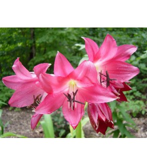 Crinum Ellen Bosanquet