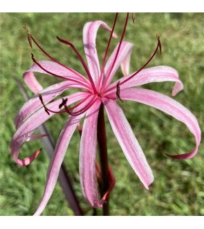 Crinum Menehun in vaso