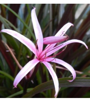 Crinum Menehun in vaso