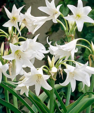 Crinum Powellii Alba